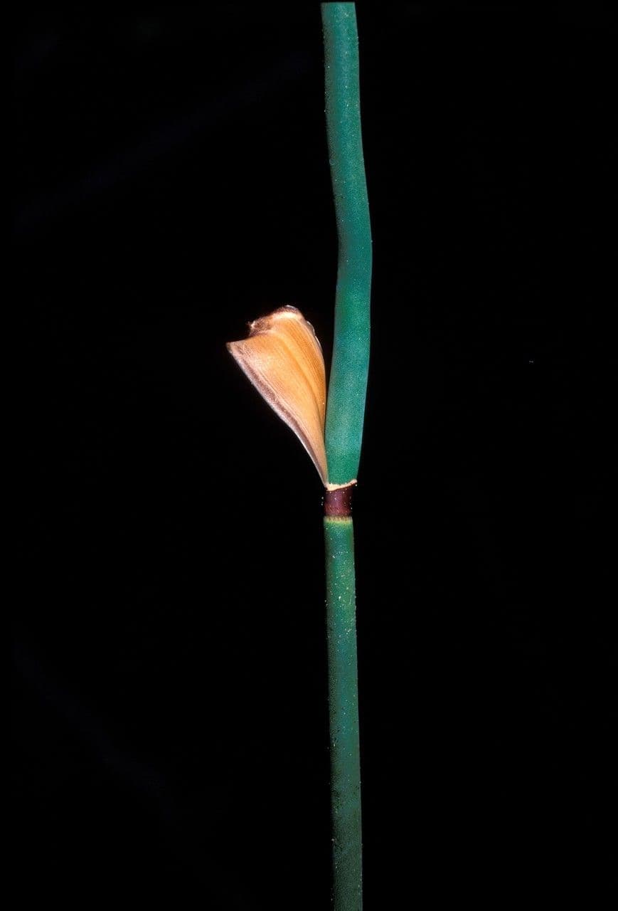 Elegia 12