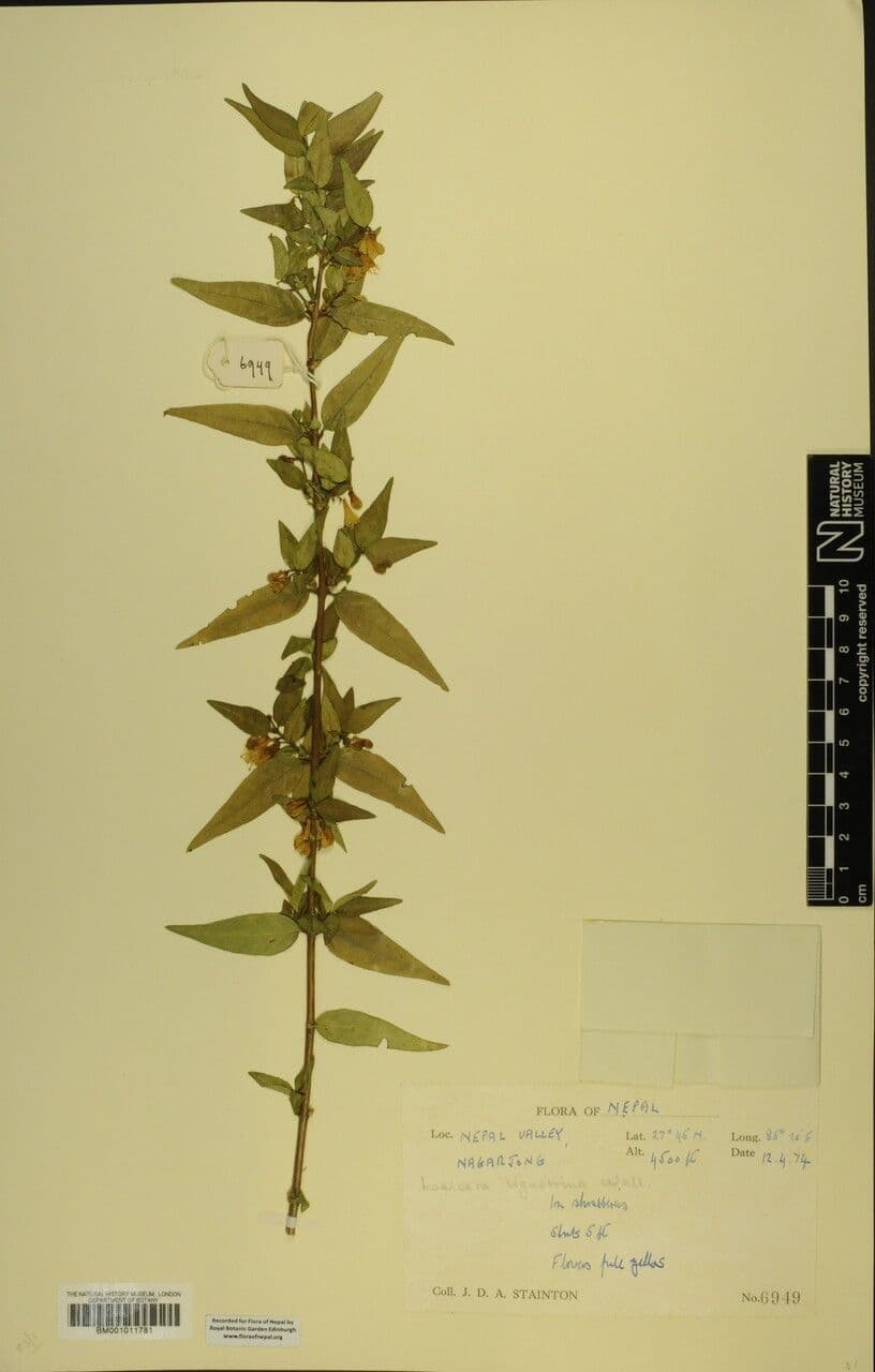 Caprifoglio 24
