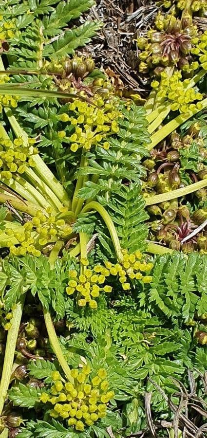 Haplosciadium abyssinicum 6