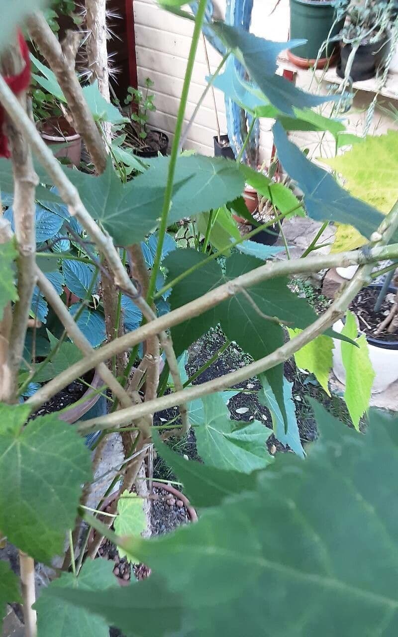 Sparmannia 18