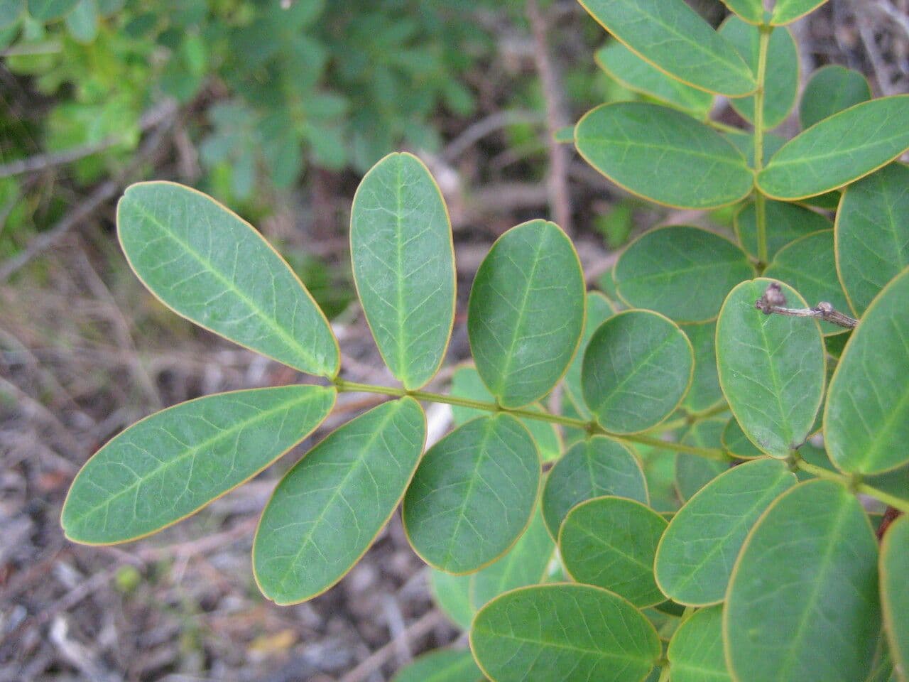 Senna pendula 13