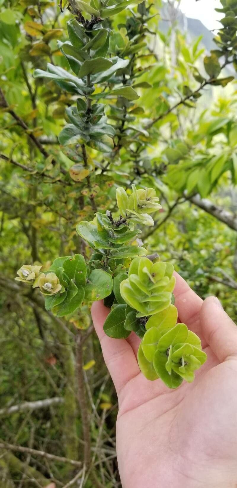 Metrosideros polymorpha 15