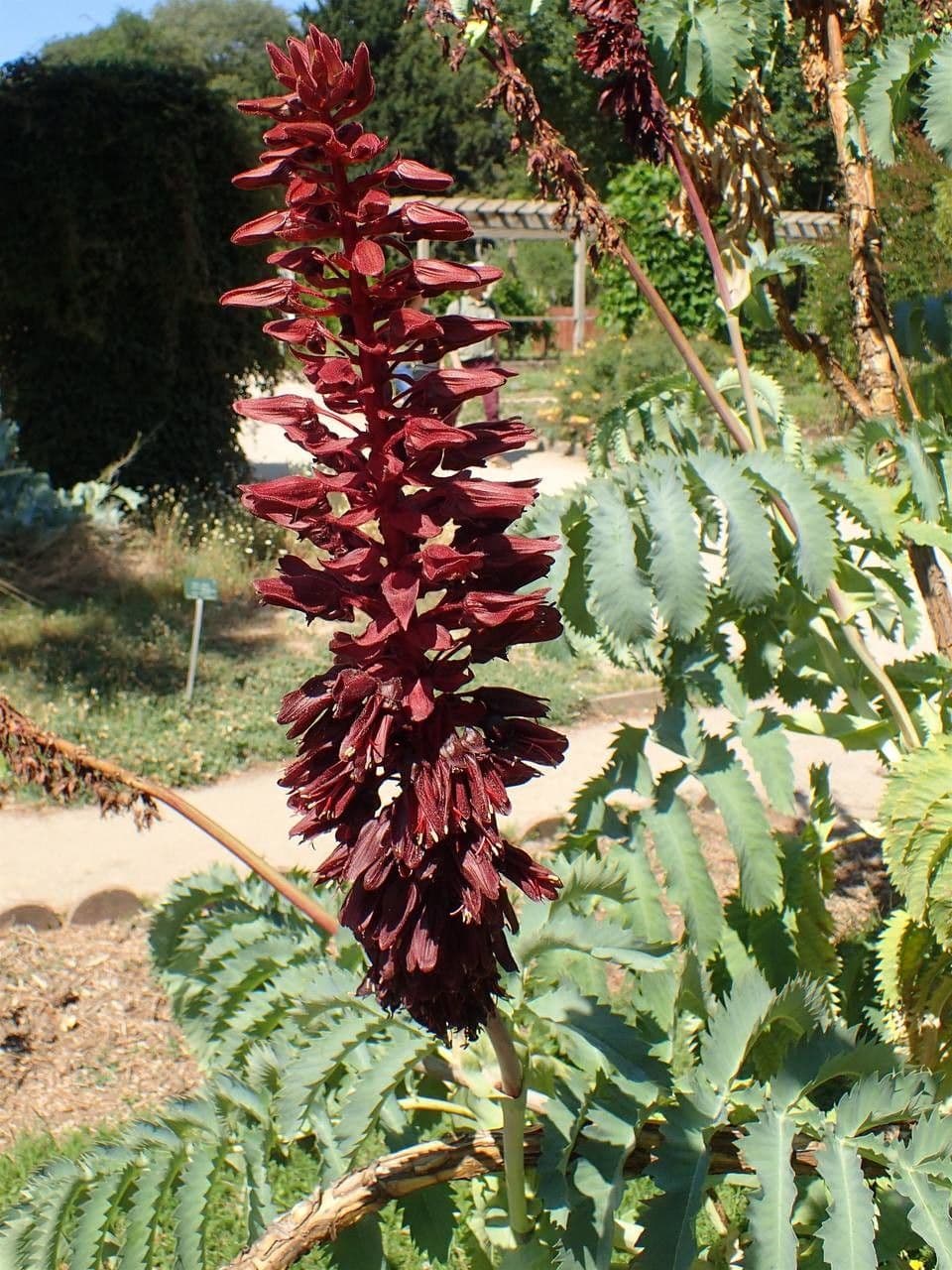 Melianthus maggiore 3