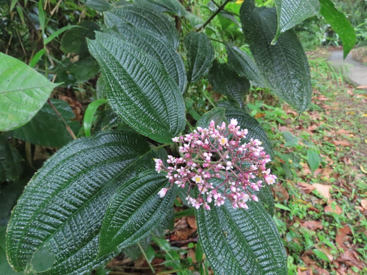 Conostegia 6