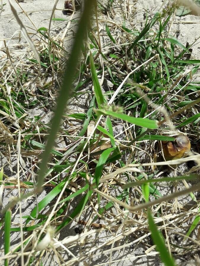 Igel-Hirse 15