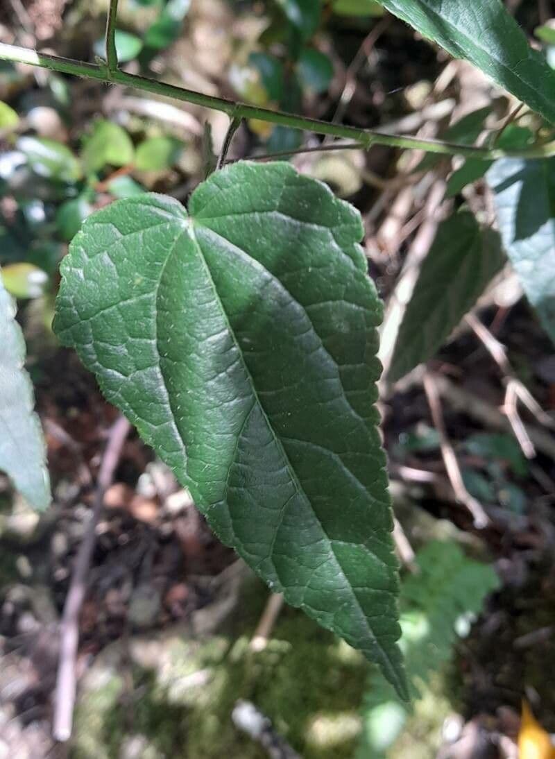 Malvaviscus 13