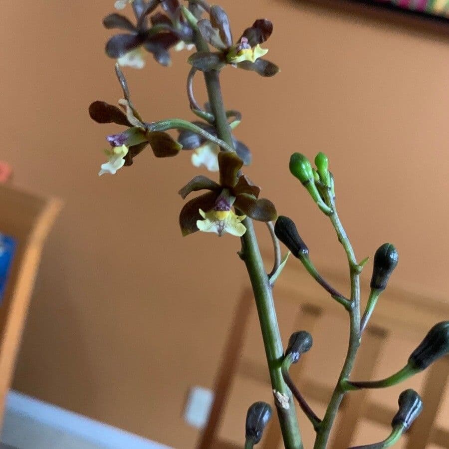Prosthechea varicosa 5
