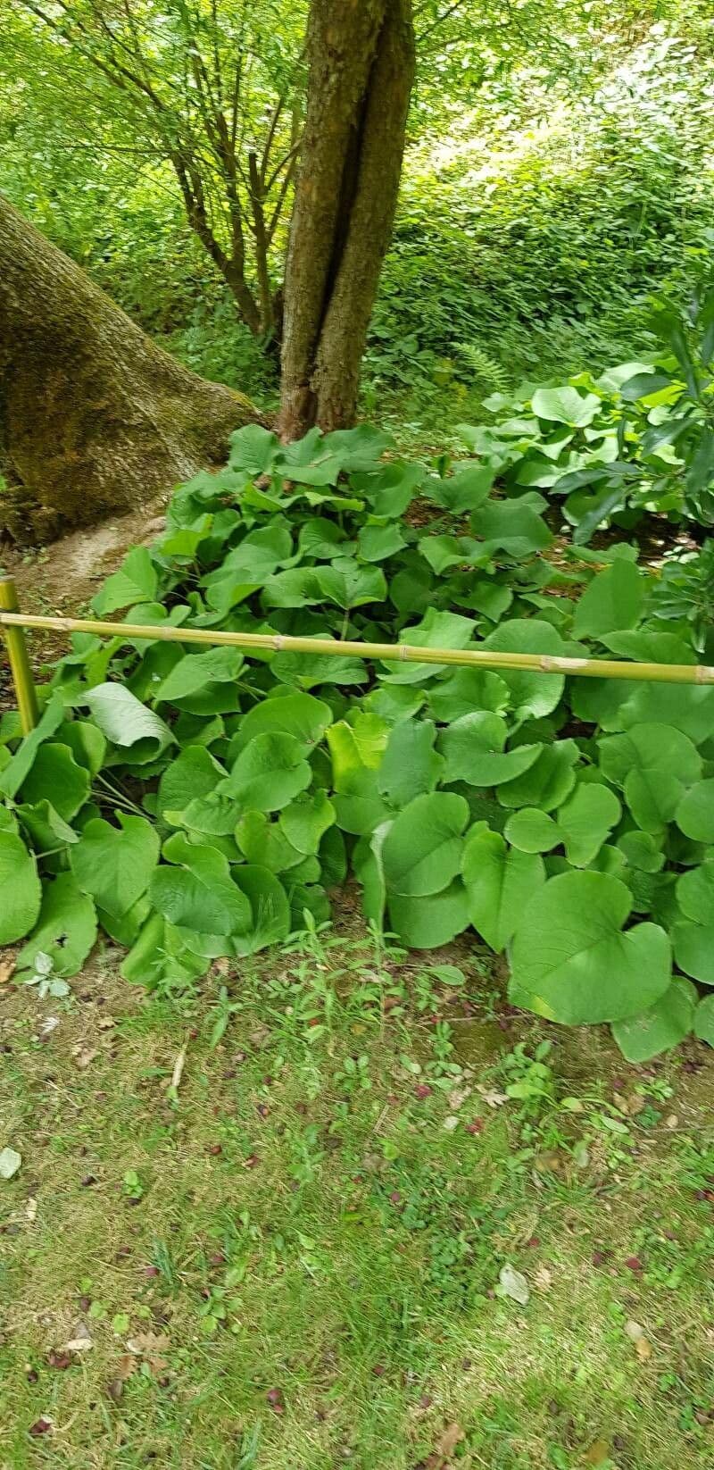 Trachystemon d'Orient 8