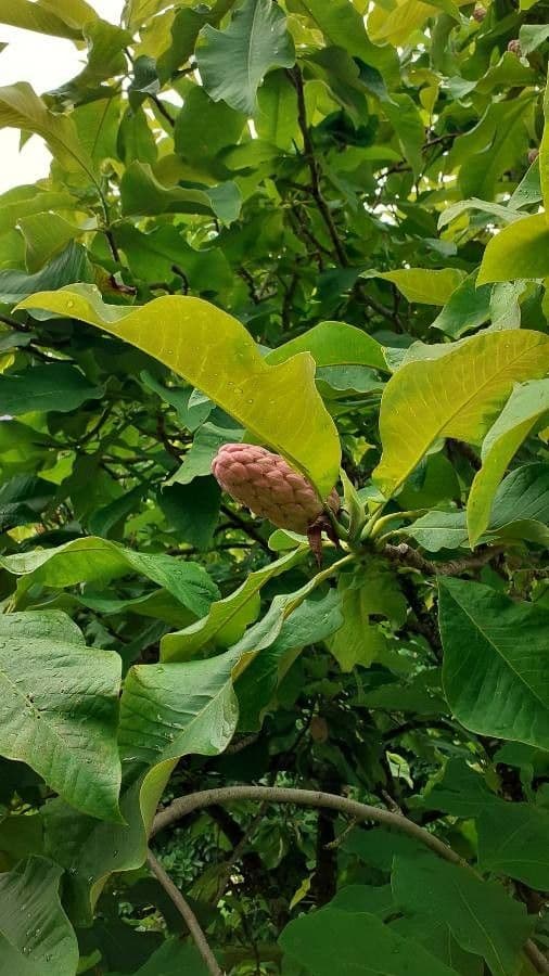 Magnolia a ombrello 4
