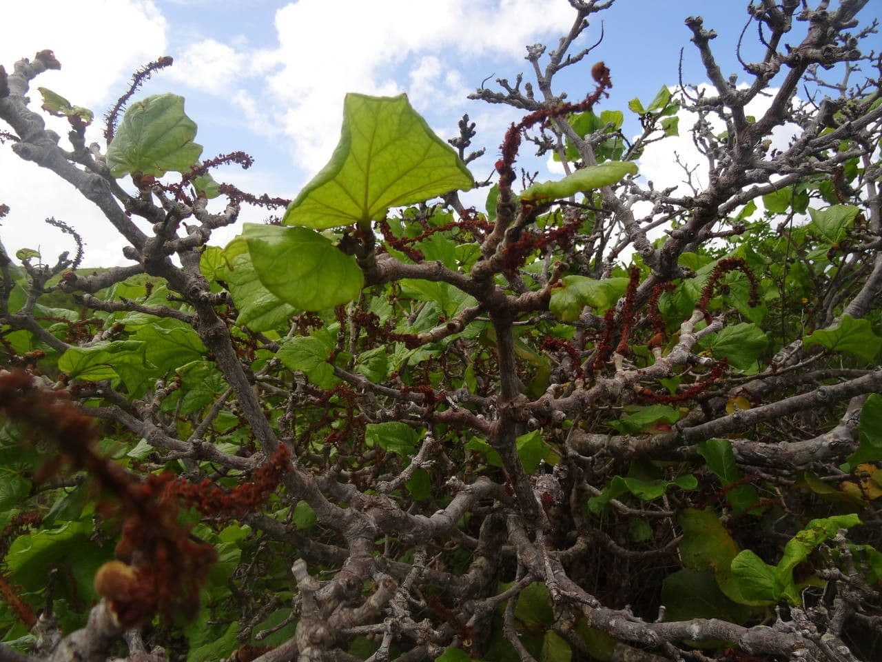 Coccoloba 5