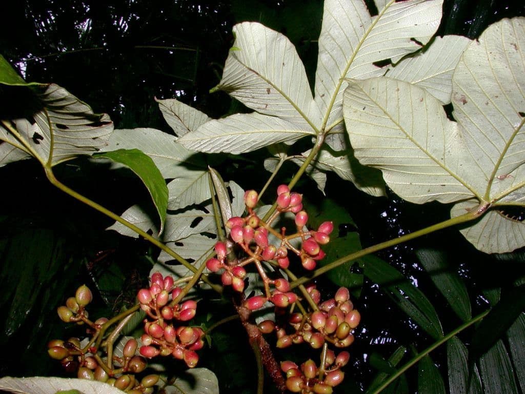 Pourouma bicolor 23