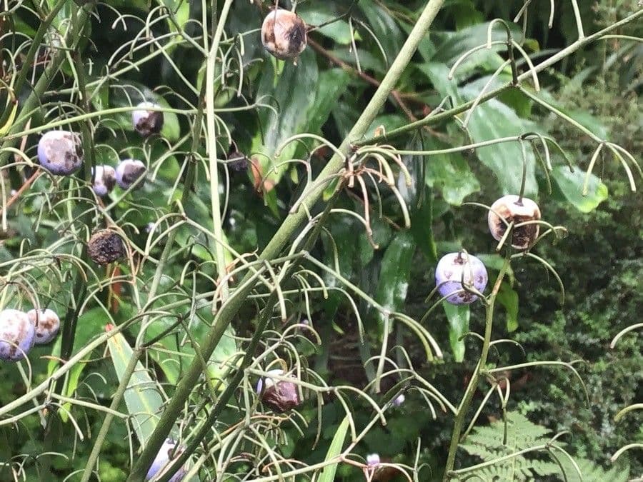 Dianella tasmanská
