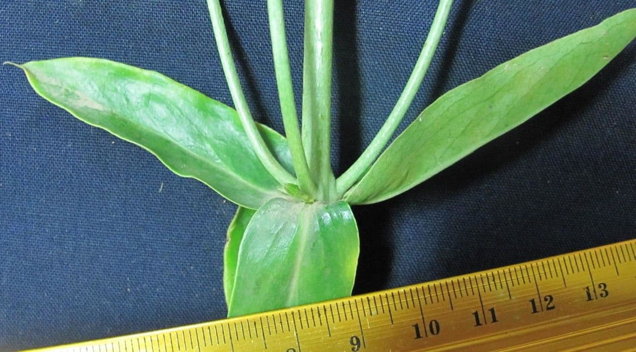 Coutoubea spigata 9