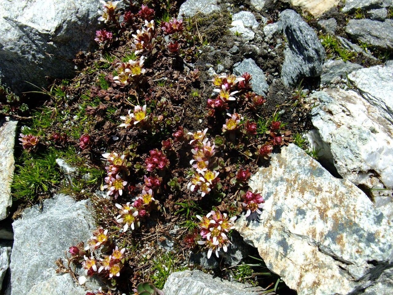 Sassifraga biflora 11
