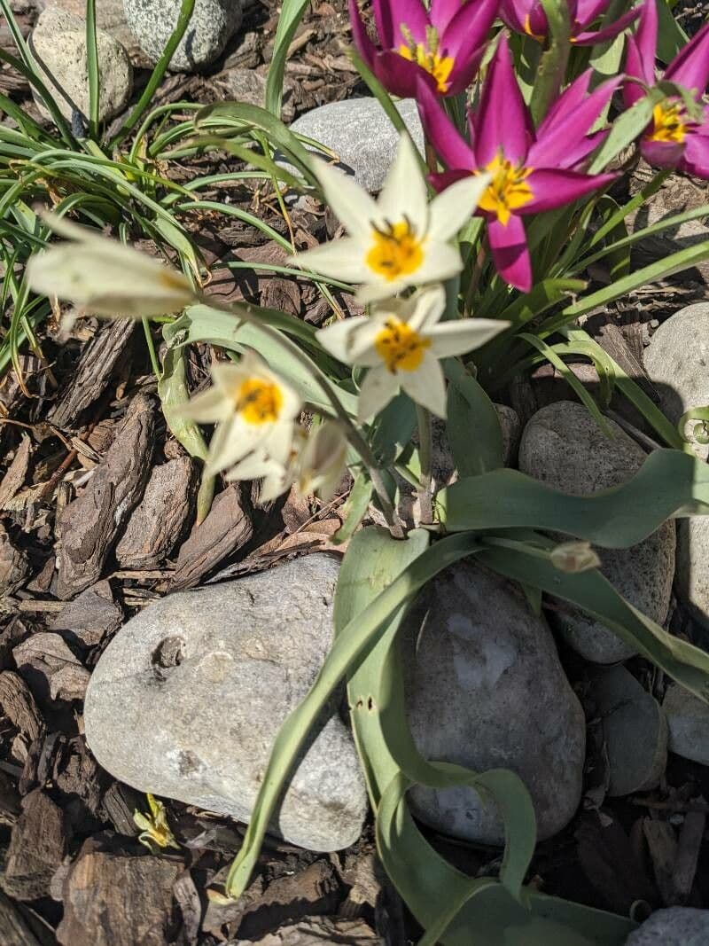 Tulip