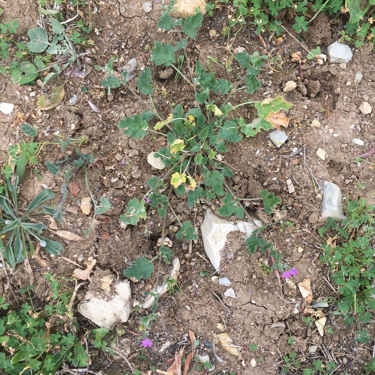 Erodium aethiopicum 13
