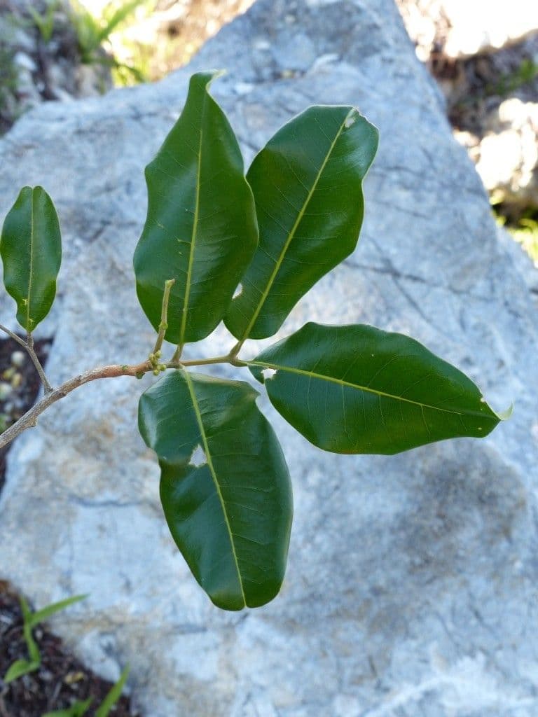 Neoarytera 8