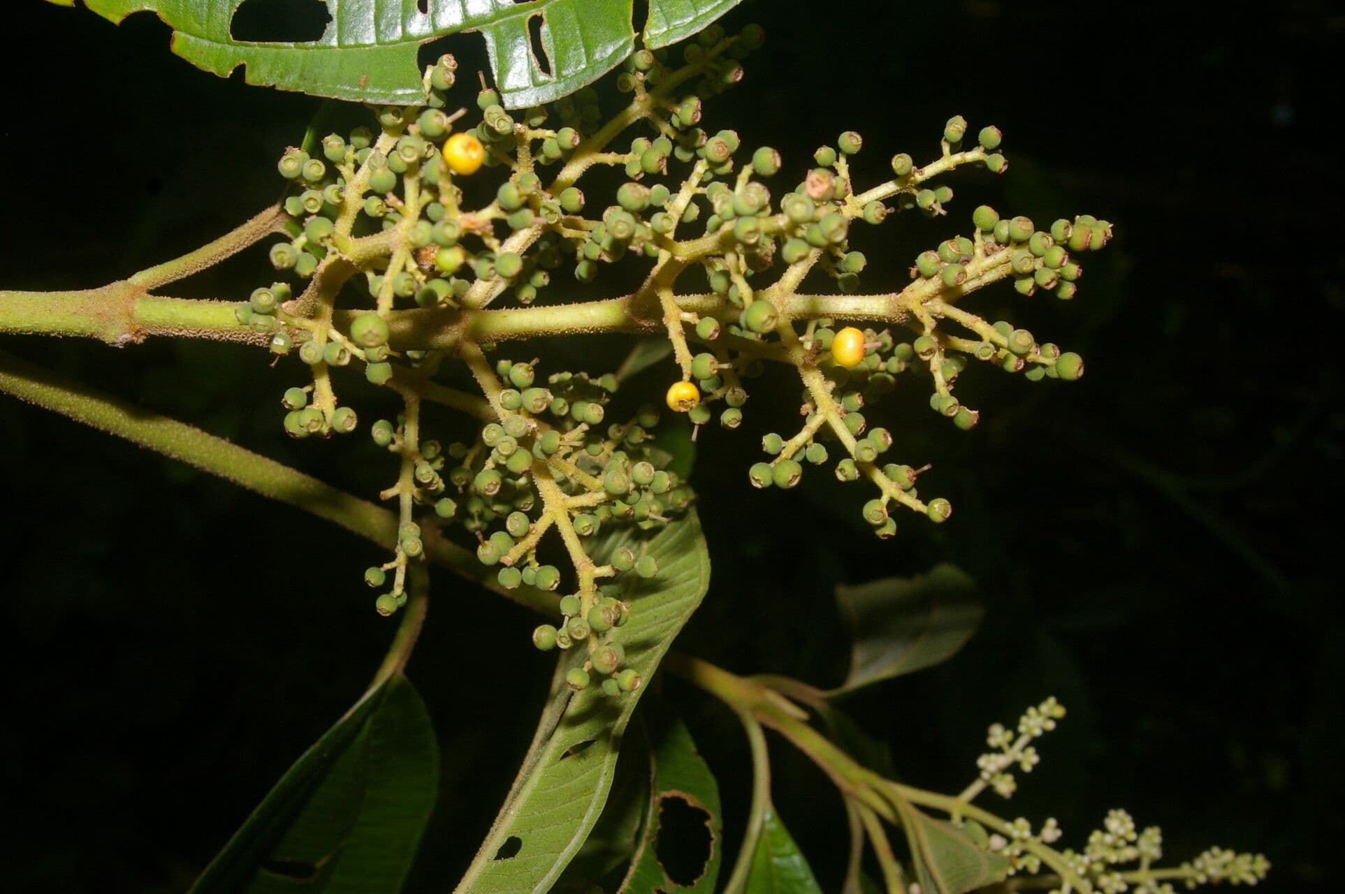 Miconia theizans 6