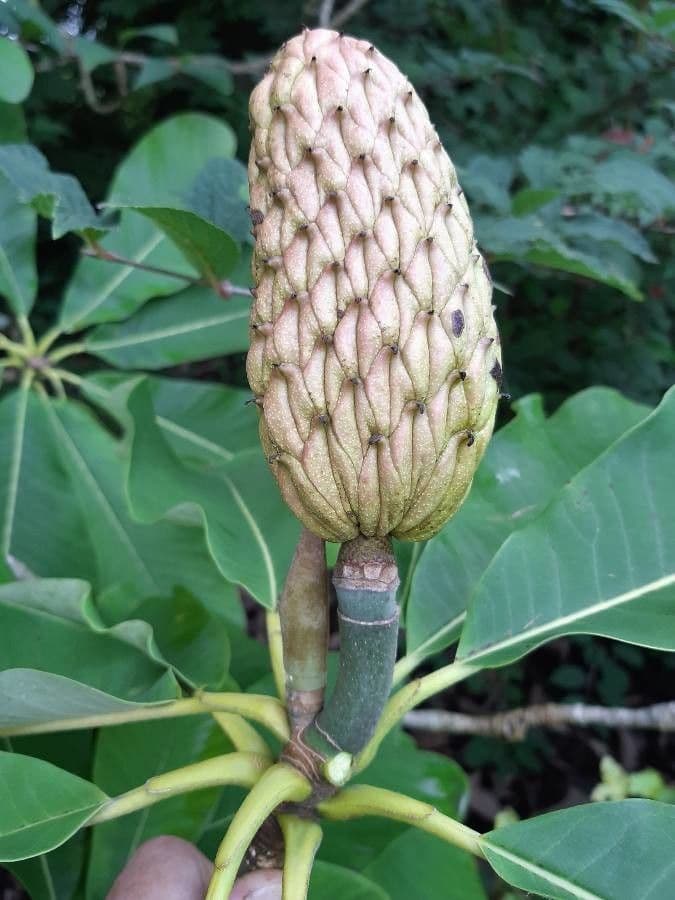 Magnolia ufficiale 2