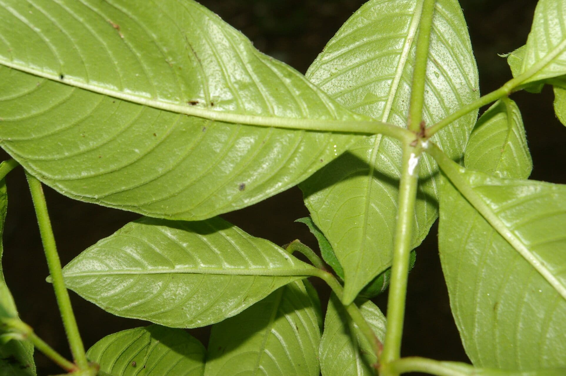 Cuphea appendiculata 6