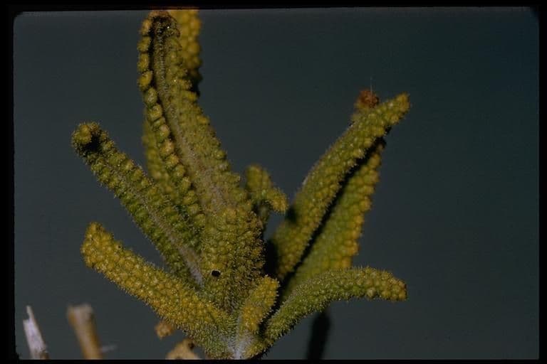 Salvia