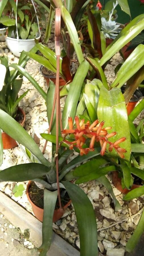 Aechmea 6