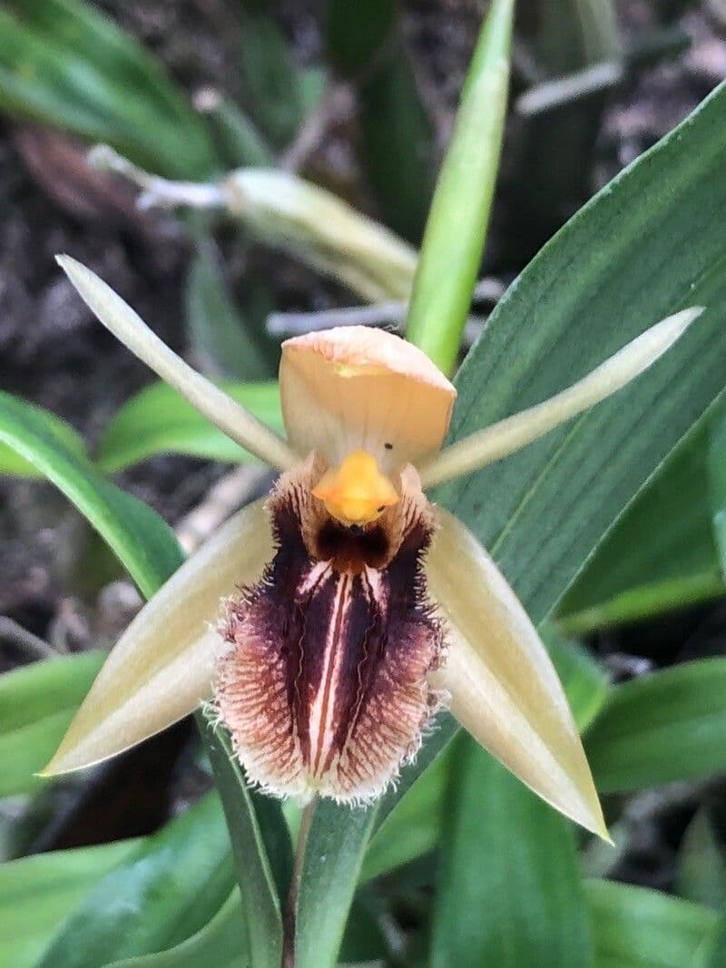 Coelogyne