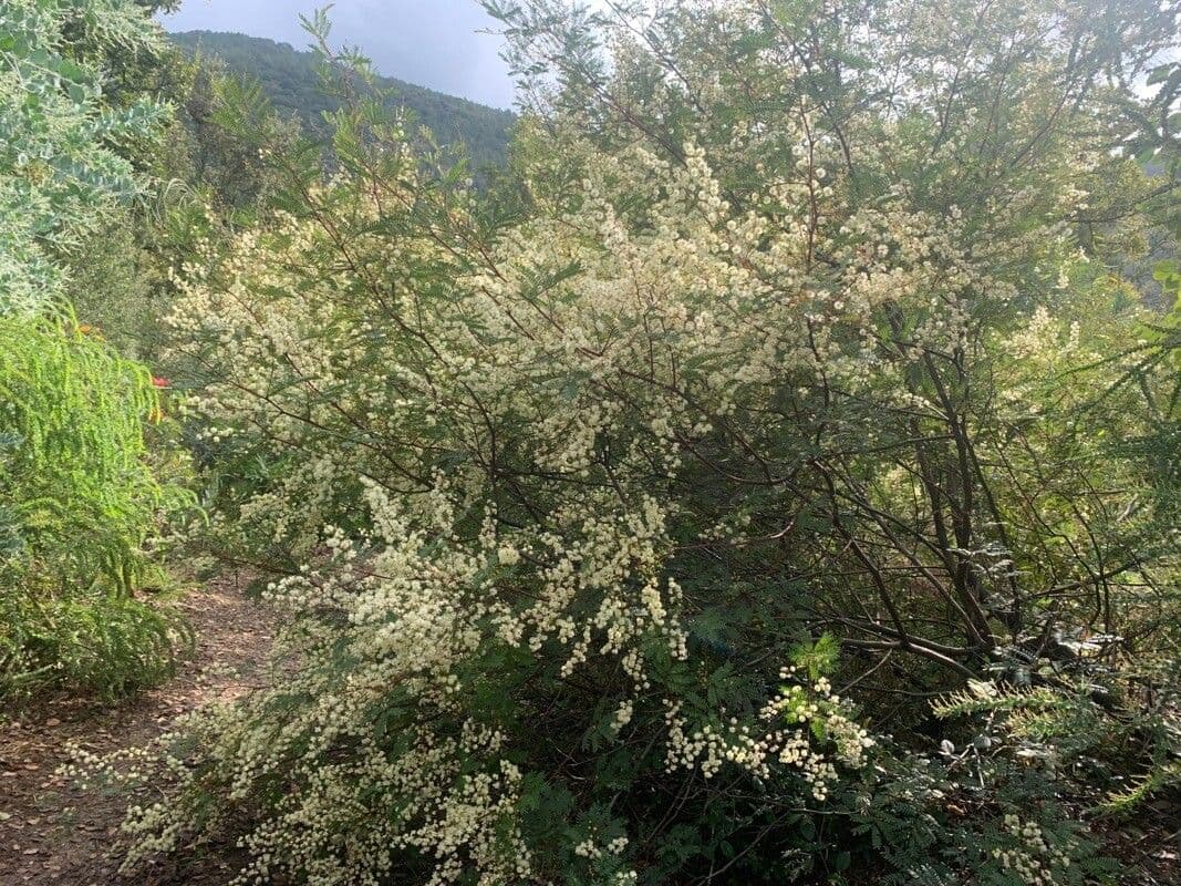 Acacia terminalis 6