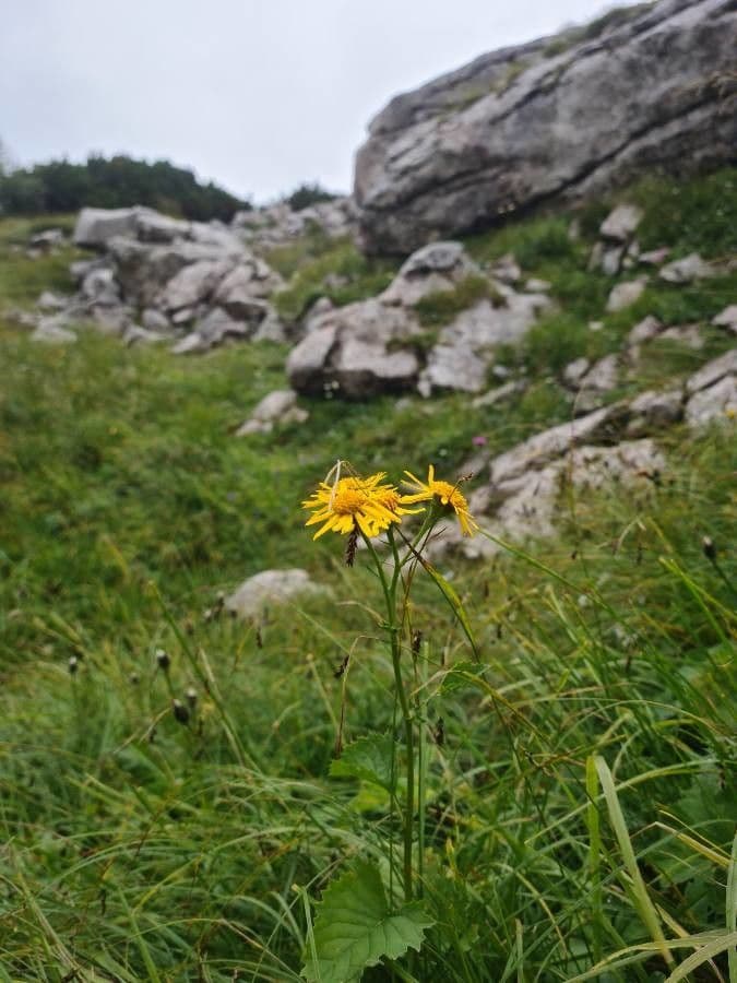 Alpen-Greiskraut 9