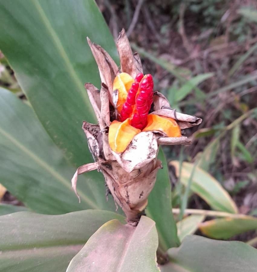Hedychium coronarium 3