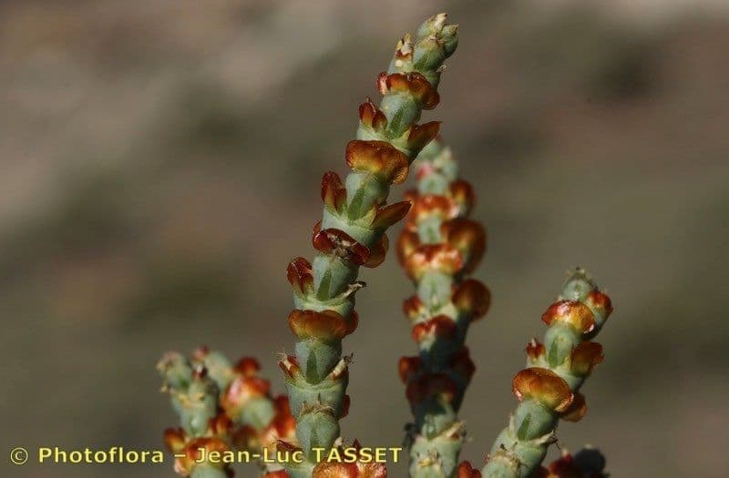 Anabasis articolata 10