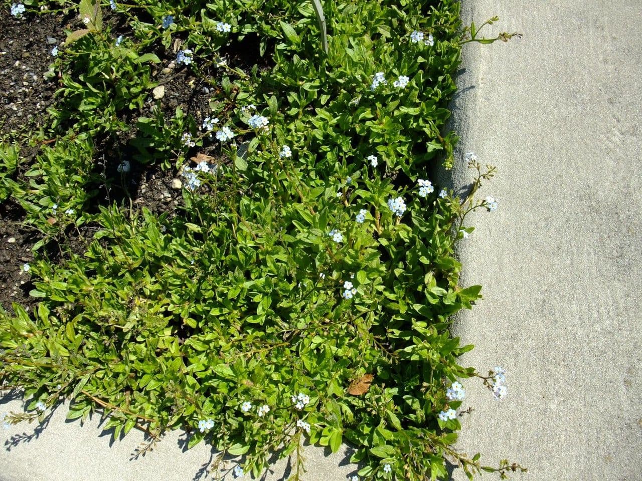 Myosotis de Rehsteiner 5