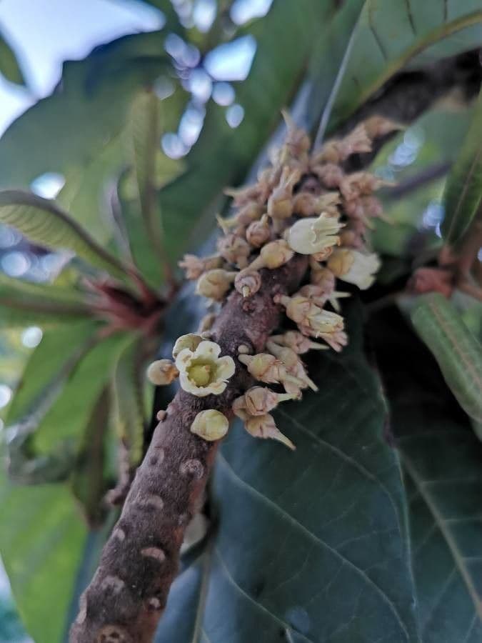 Pouteria 6