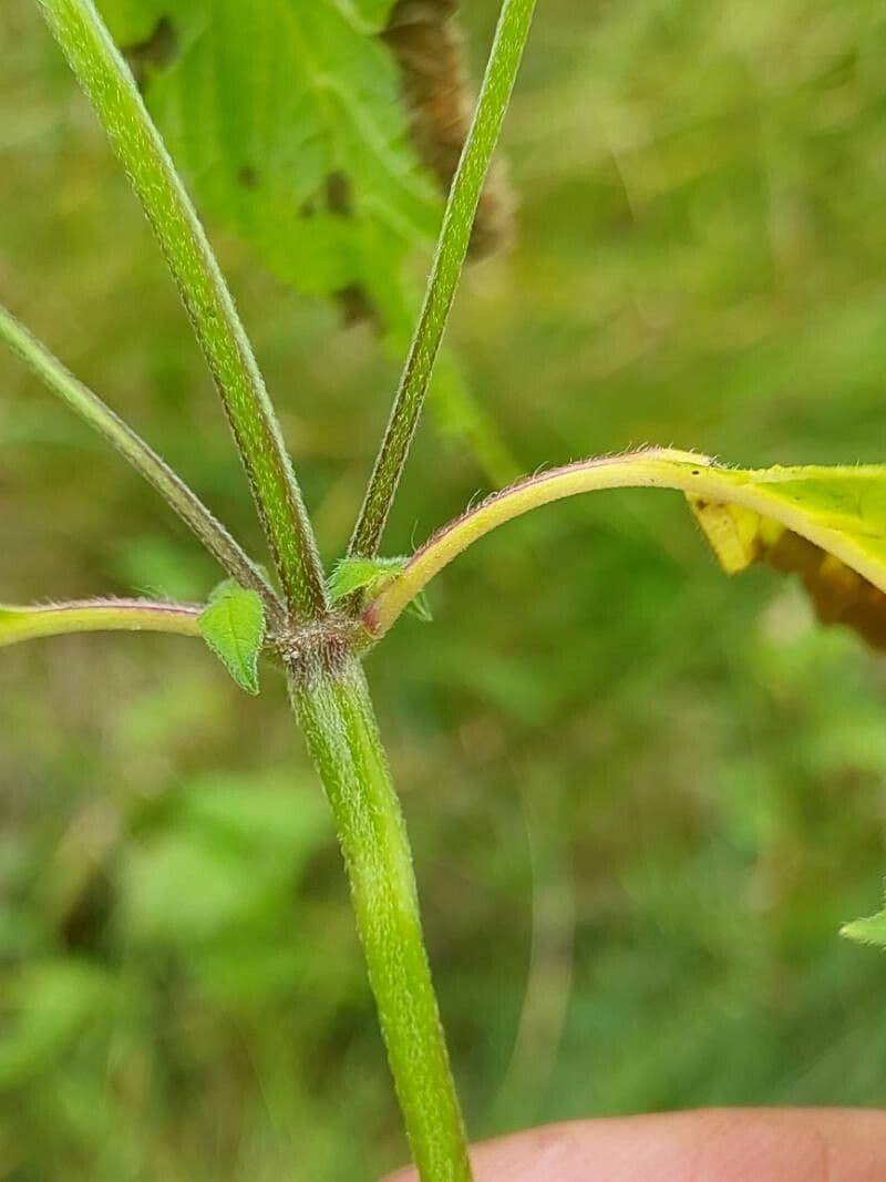 Canapa selvatica pubescente 18