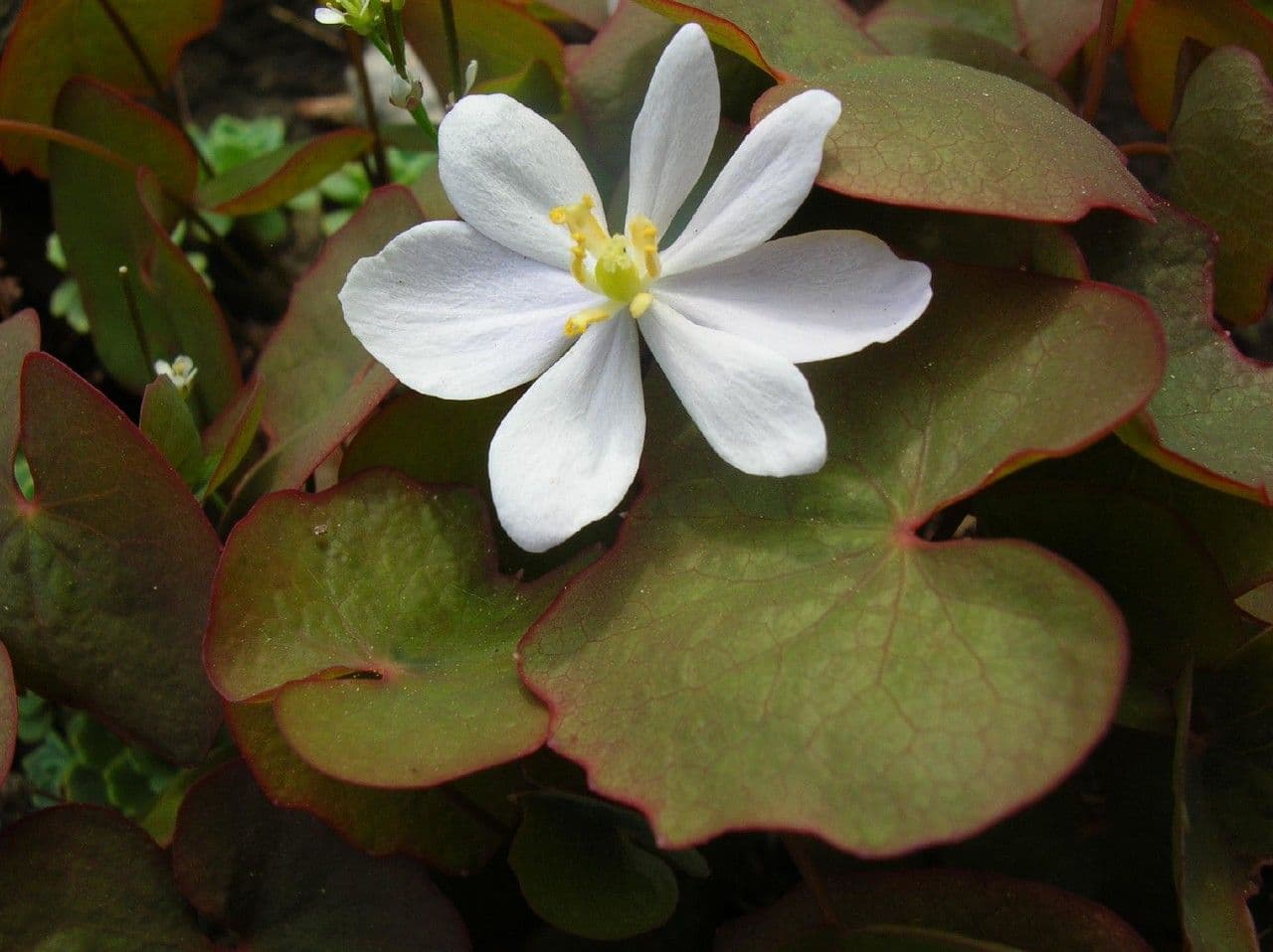 Plagiorhegma dubium 5