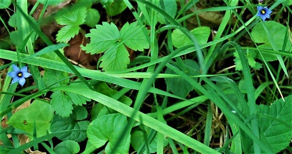 Schmalblättriges Blauaugengras 20