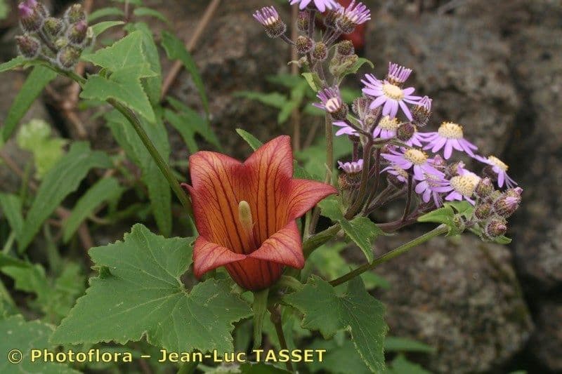 Pericallis 19