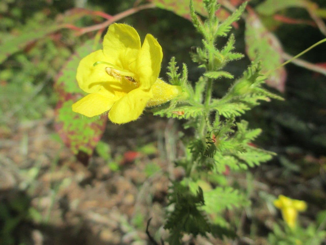 Aureolaria pectinata 9