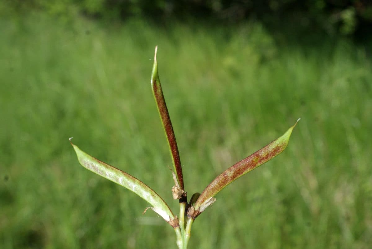 Lathyrus