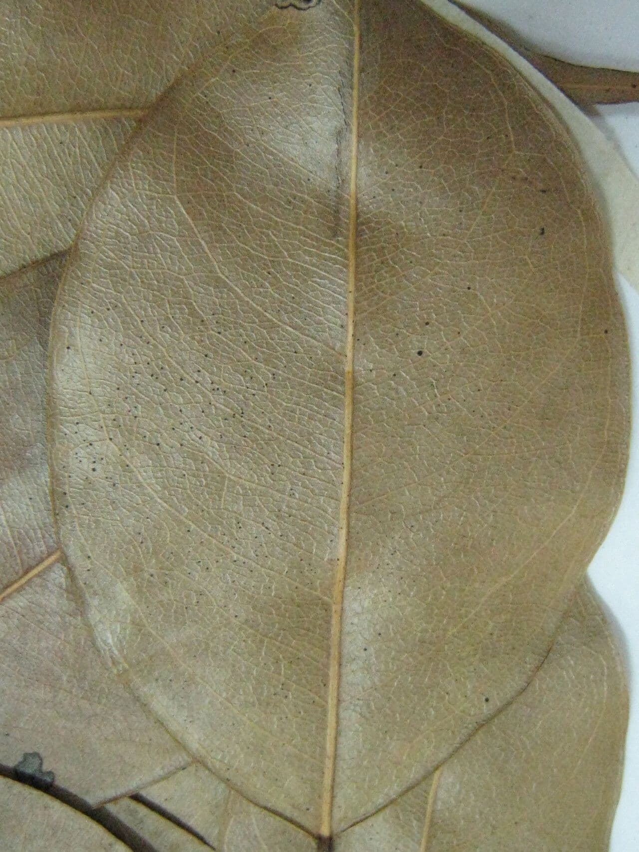 Swartzia 5