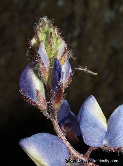 Łubin Coultera 3