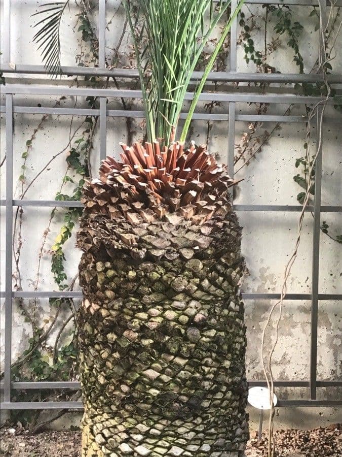Moore-Zamia 21