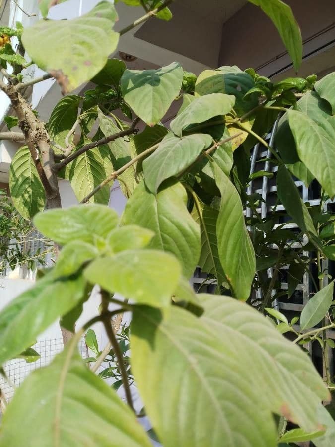 Mussaenda philippica 11