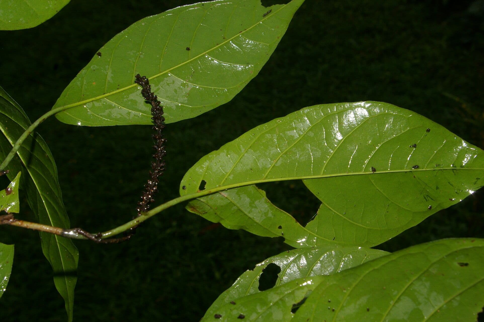 Coccoloba 4