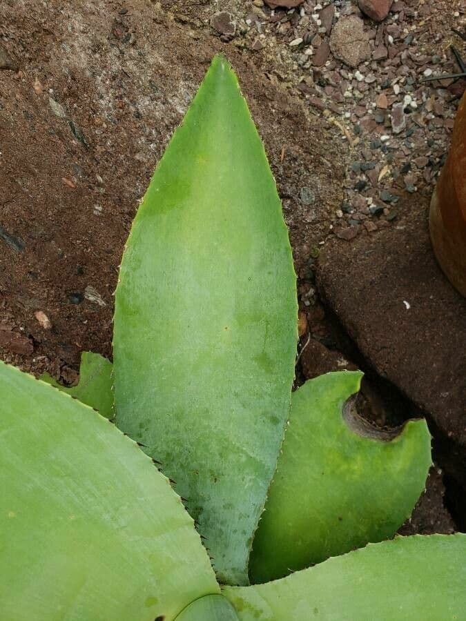 Agave 10