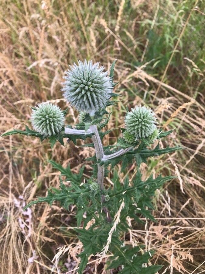 Great globe thistle 18