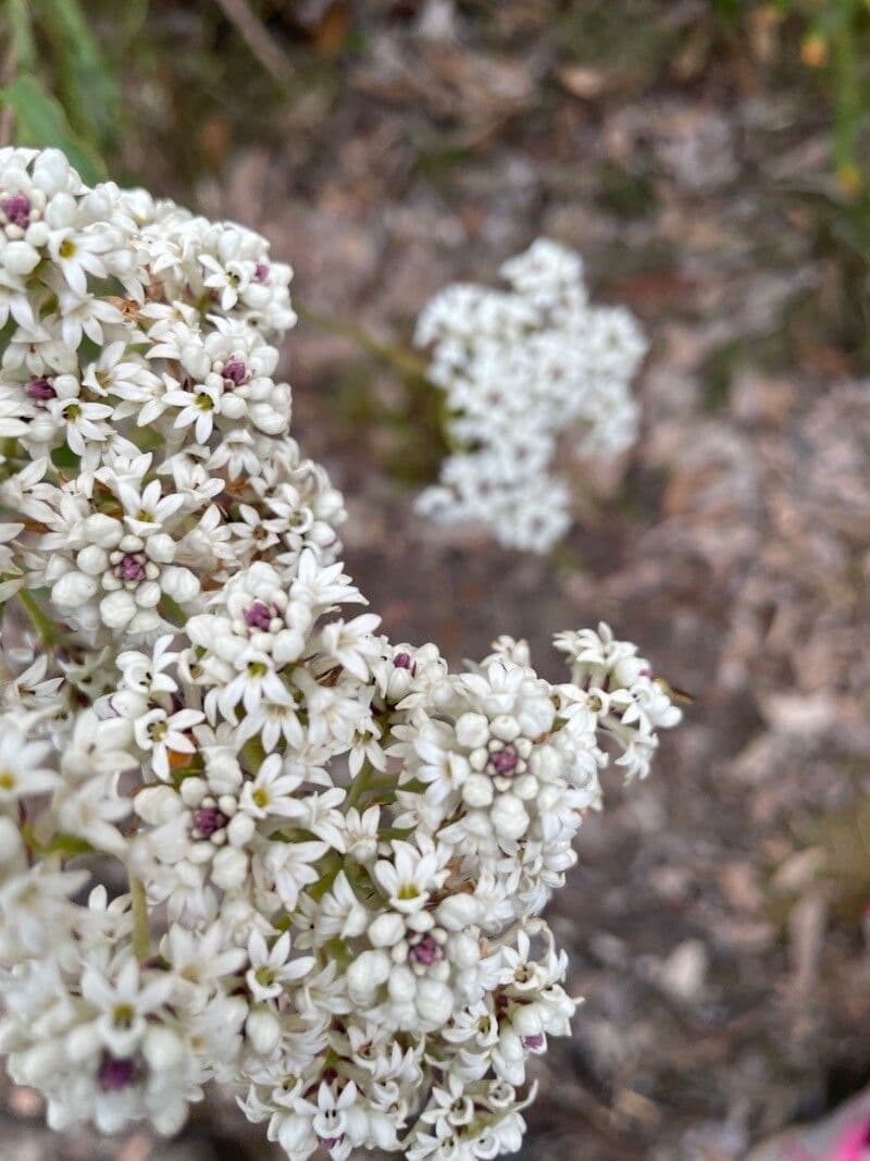 Conospermum de hoja larga 2
