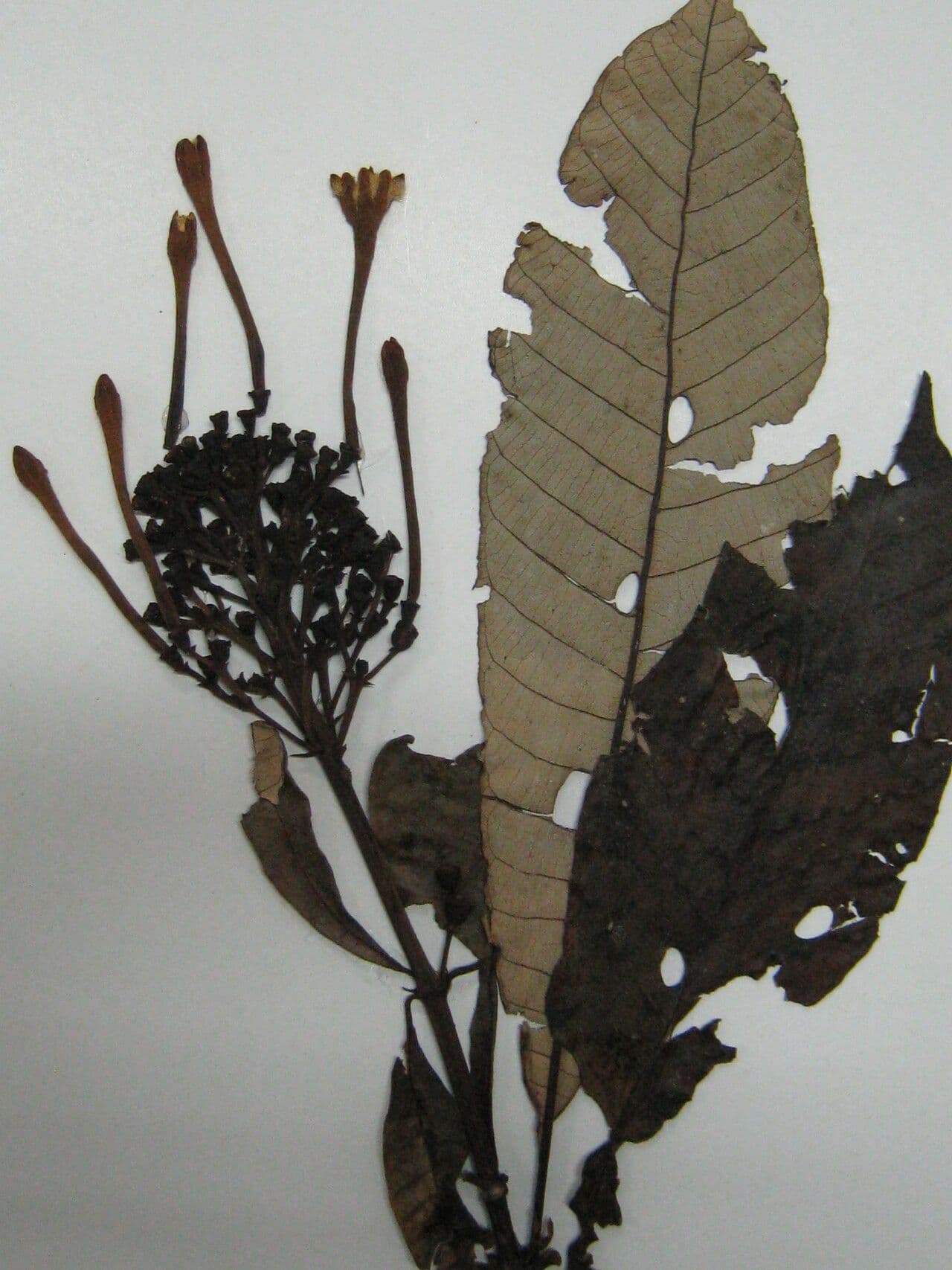 Isertia hypoleuca 2