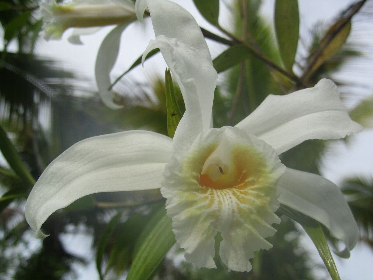 Sobralia 3