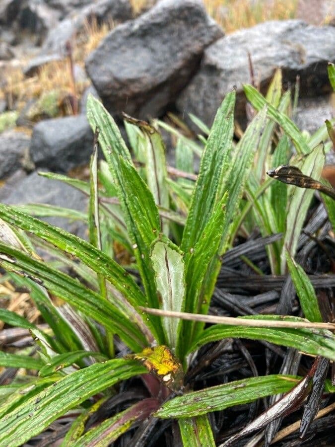 Senecio 11